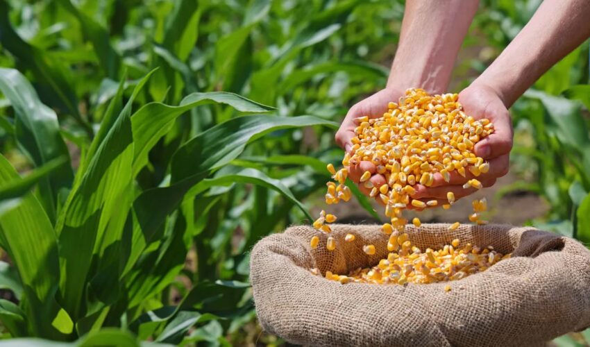 Молдова производит зерно почти для двух стран, но импортирует молоко и мясо.