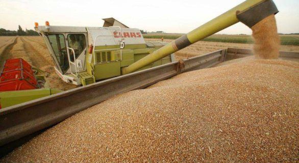 Producţia mondială de grâu se apropie de un nivel record