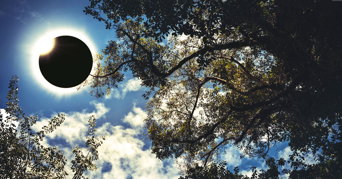 Oamenii de știință au descoperit că arborii pot anticipa eclipsele solare.