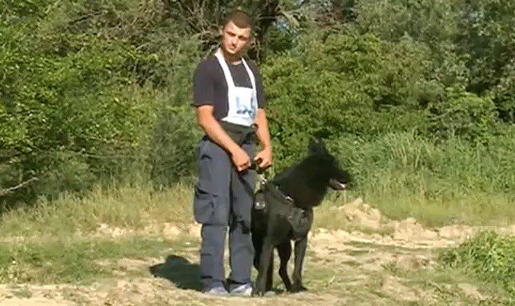 Собаки-пограничники участвовали в соревнованиях.