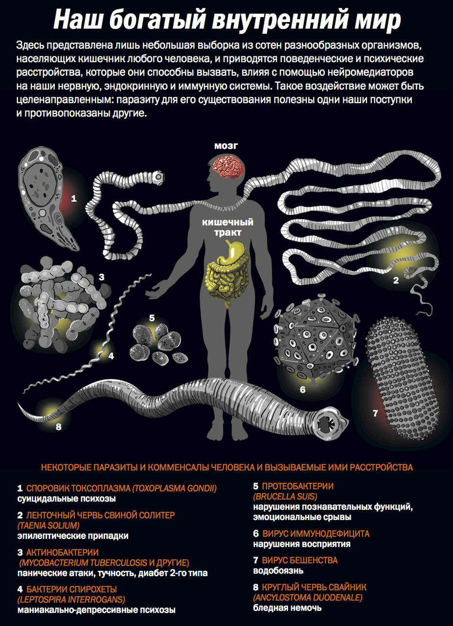 Паразиты человека: мы то, что нас ест