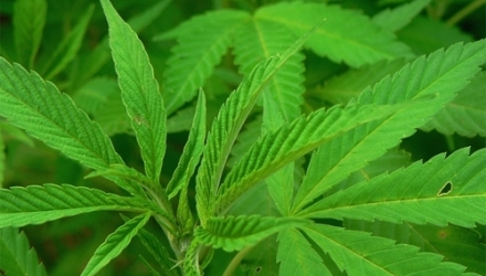 Oamenii legii au descoperit într-o gospodărie din raionul Ungheni o plantă din care se extrag substanțe halucinogene.