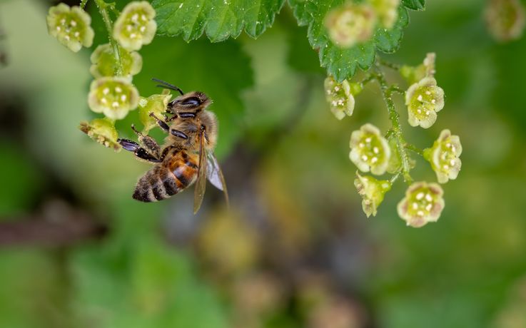FAO: Rata mortalității albinelor a ajuns la aproape 35%