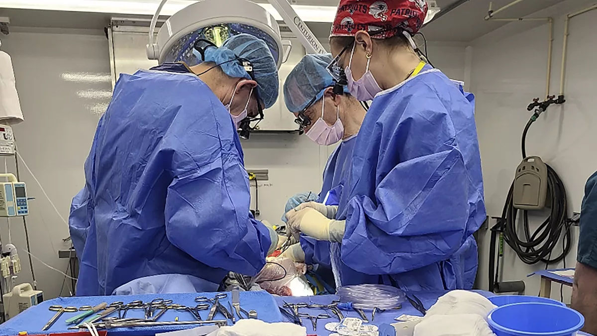 Primul transplant de ficat de la porc la om: Pacientul a trăit 171 de zile.