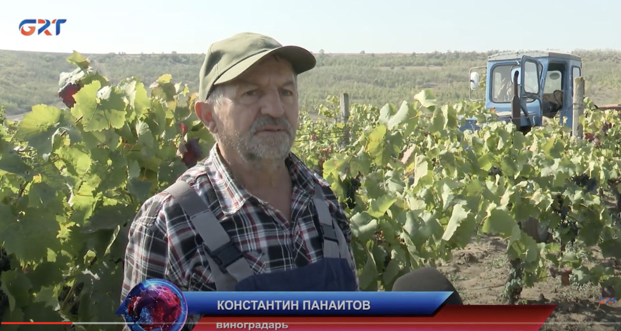 Любовь к виноградарству помогает Константину преодолевать трудности и производить качественную продукцию. 