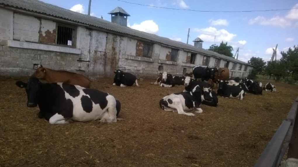 Banca de Economii vinde până și bovine: spre comercializare, 20 de vite mulgătoare. Foto: realitatea.md