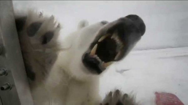 O echipă BBC a fost jefuită de un urs polar. Foto: evzmd.md