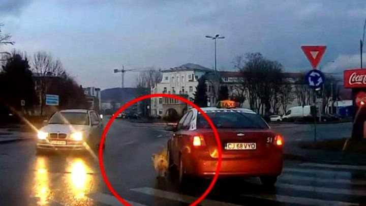 Imagini tulburătoare cu un câine legat de un taxi pe străzile din Cluj. 