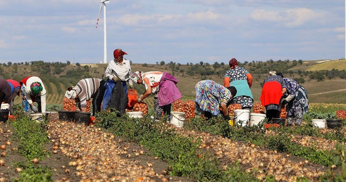 Ponderea ocupării în sectorul agricol a scăzut până la 18%.