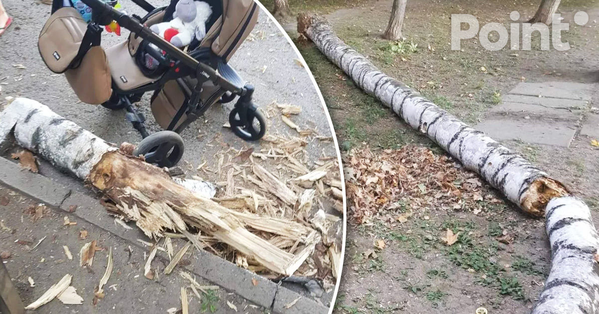 Cazul copacului prăbușit peste o bancă. Soțul femeii: Totul s-a întâmplat în câteva secunde.