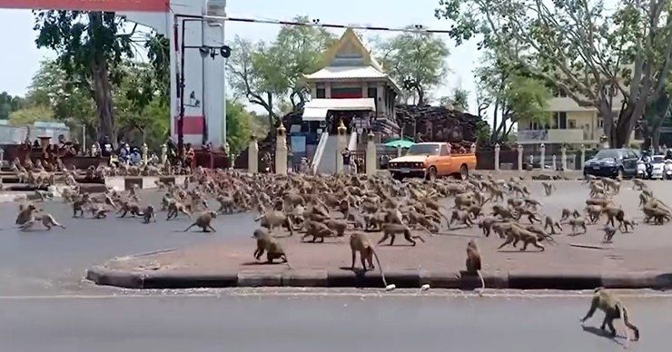 Сотни обезьян в Таиланде устроили битву за один банан.