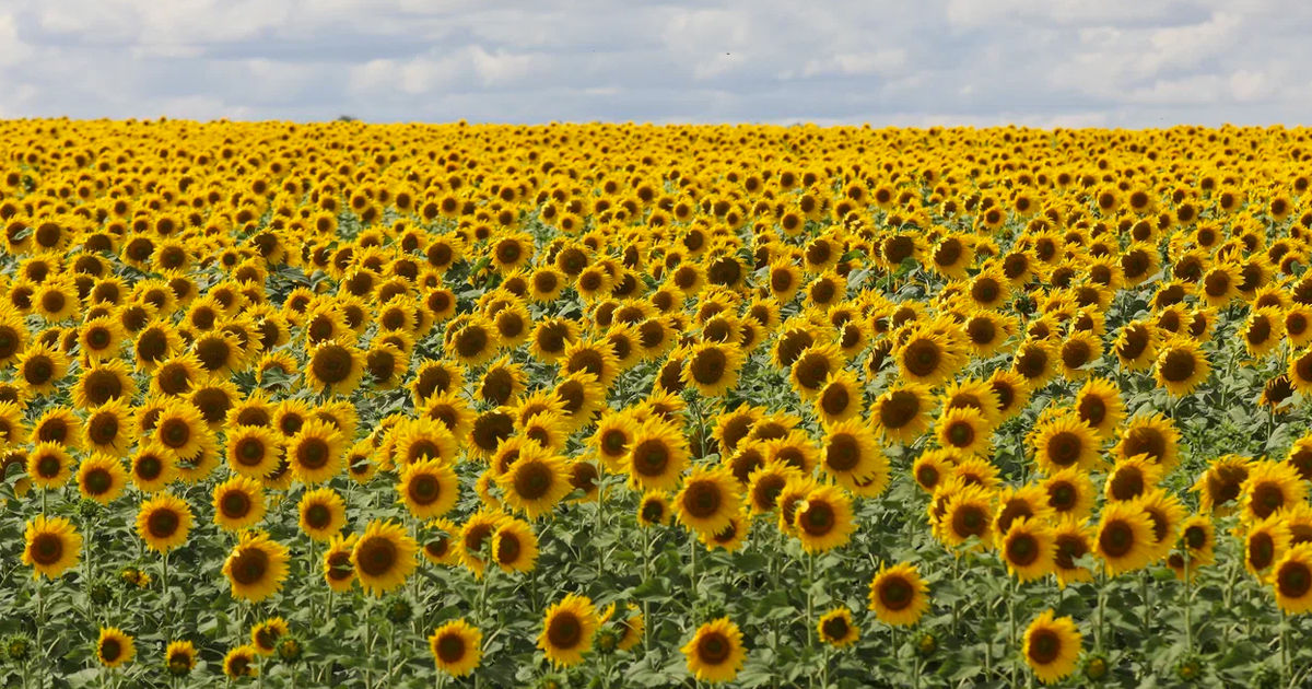 Moldova atinge un record istoric la exportul de floarea-soarelui.