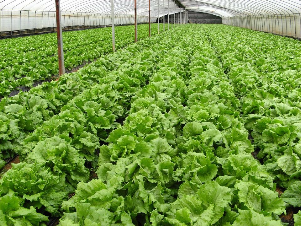 Fermierii care iau la muncă oameni cu ziua, obligați să plătească impozit la stat