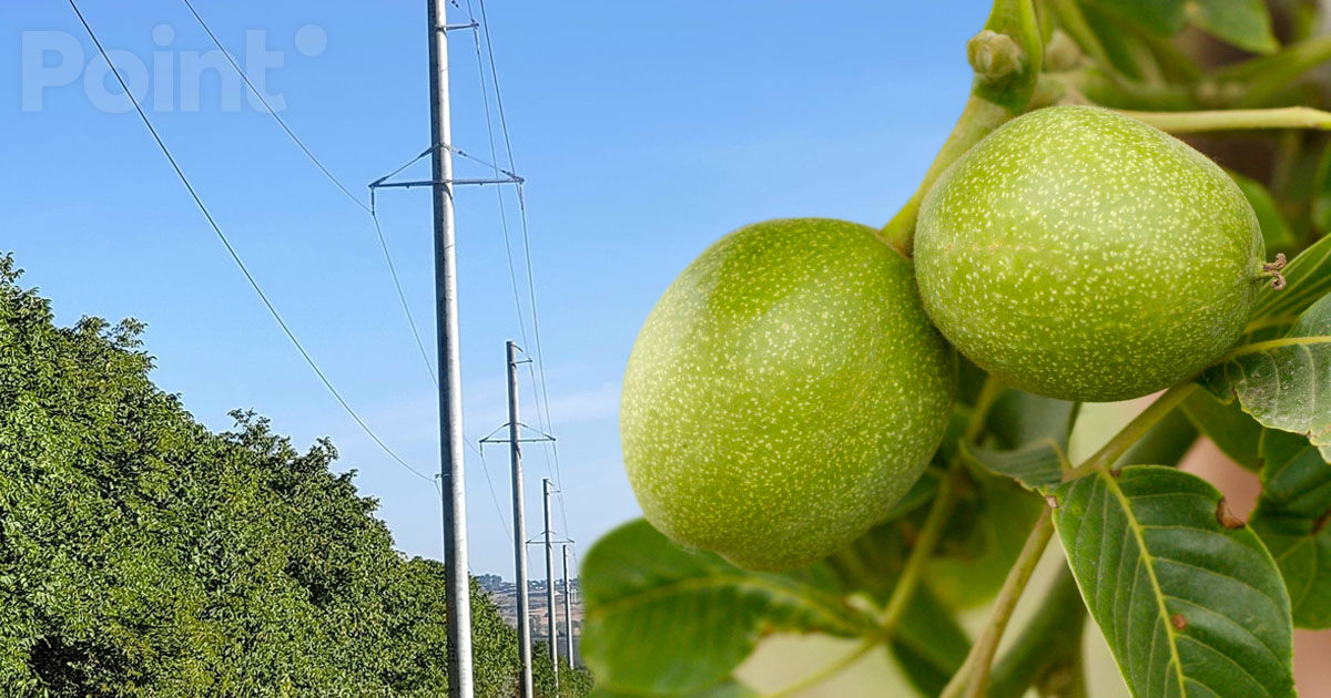 Premier Energy: Culesul nucilor poate fi fatal.