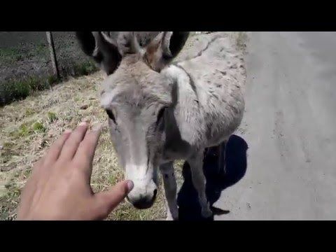 Осел отделался легким испугом. 