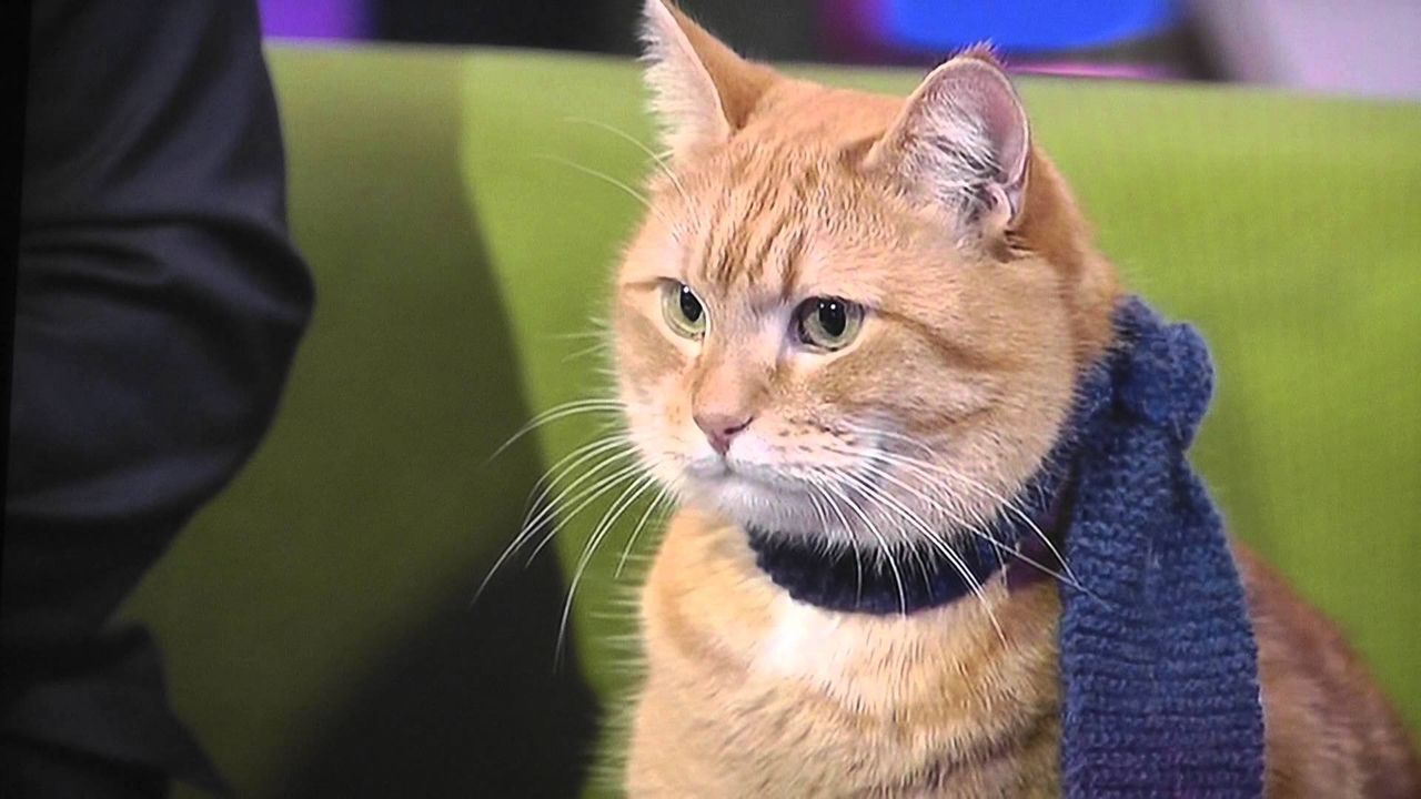 Un motan fură de la vecini aproximativ 40 de lucruri pe săptămână