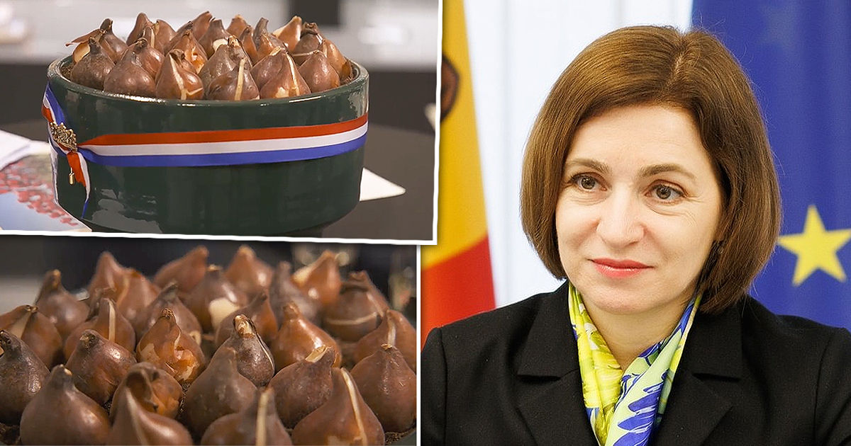 Санду рассказала, где посадит тюльпаны, названные в ее честь. Коллаж: Point.md