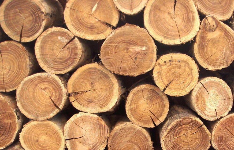 В Приднестровье вводится запрет на вывоз древесины и изделий из неё.