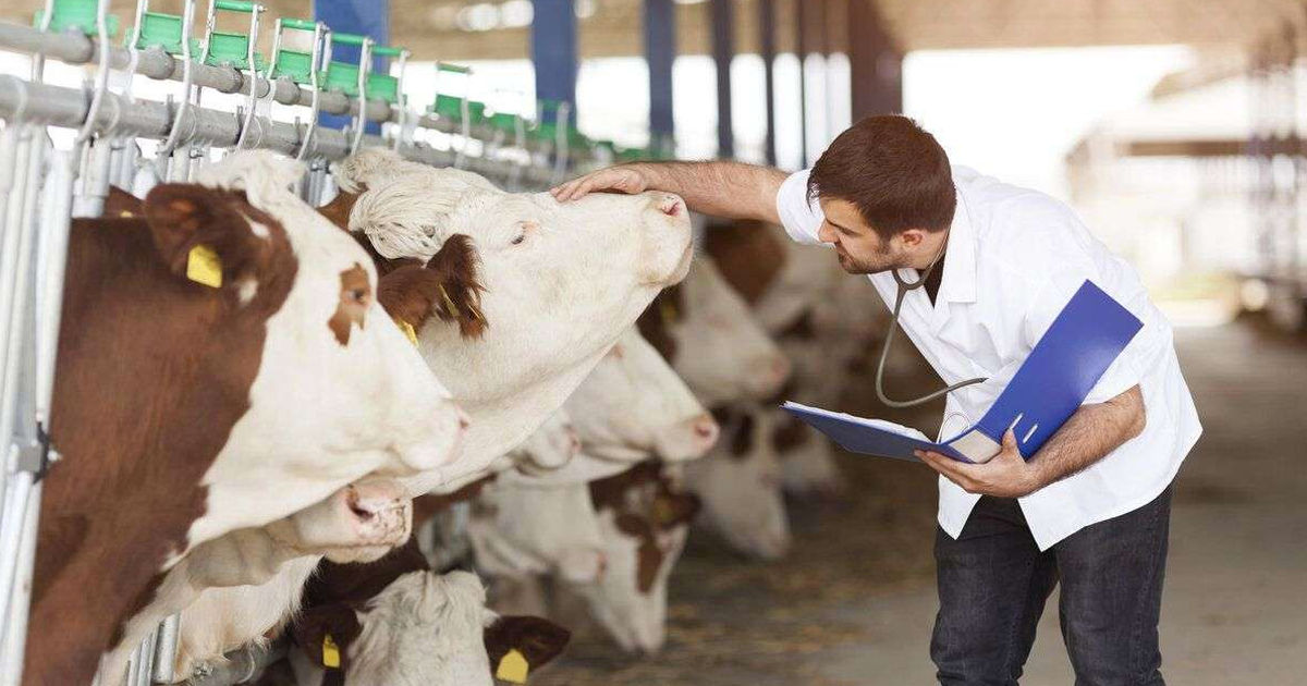 Moldova se confruntă cu o criză acută de medici veterinari.