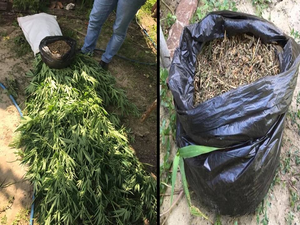 Житель Сынжеры выращивал в огороде коноплю.