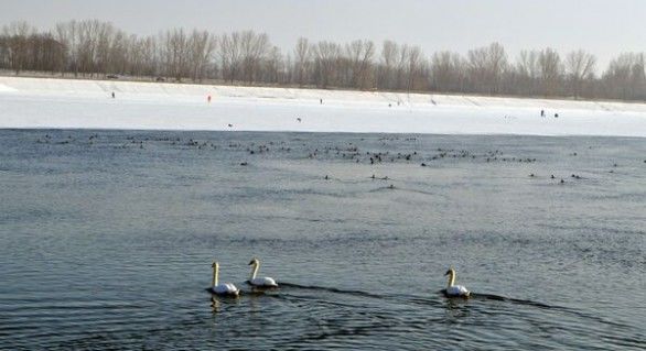 Apariția gerului puternic a făcut ca păsările să se refugieze în perimetrul lacului.