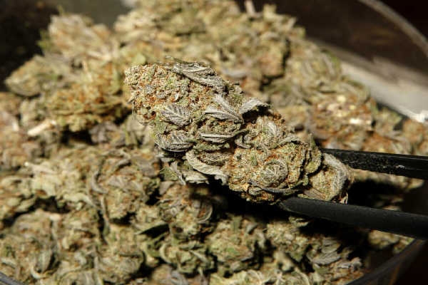 Polițiștii au depistat la domiciliul acestuia 40 de pahare de marijuana. Cantitatea drogurilor a fost evaluată la suma de 20.000 de lei.