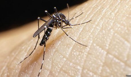 Virusul Zika se propagă într-un ritm exploziv, avertizează OMS. Foto: ngrguardiannews.com