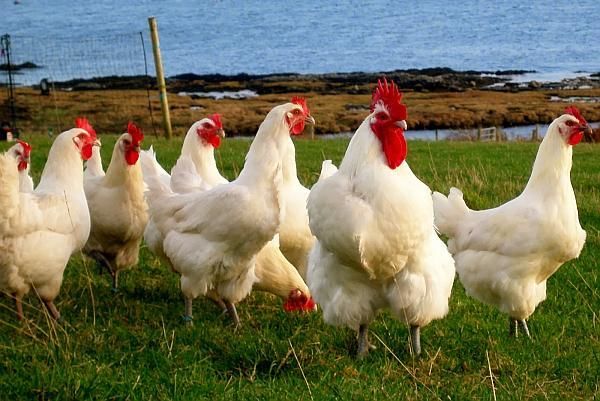 Un nou virus ar putea afecta păsările din Moldova dar şi din mai multe ţări ale lumii. Foto: provincial.md