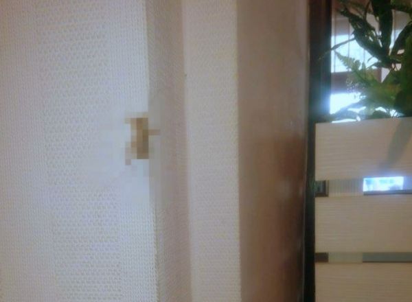 O insectă a fost surprinsa pe un perete dintr-un local din Chisinau, Foto: protv.md