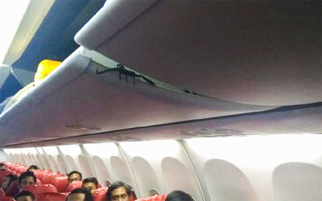 Пассажиры воздушного судна авиационной компании Lion Air подняли панику из-за крупного скорпиона. 