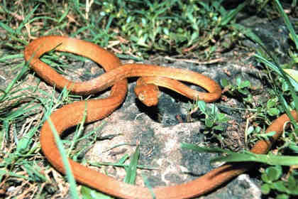 Коричневая бойга. Фото: Onionhound / Wikipedia
