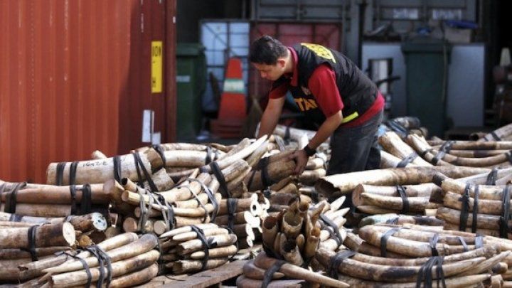 Captură în Thailanda: Peste 150 de kilograme de fildeș, confiscate