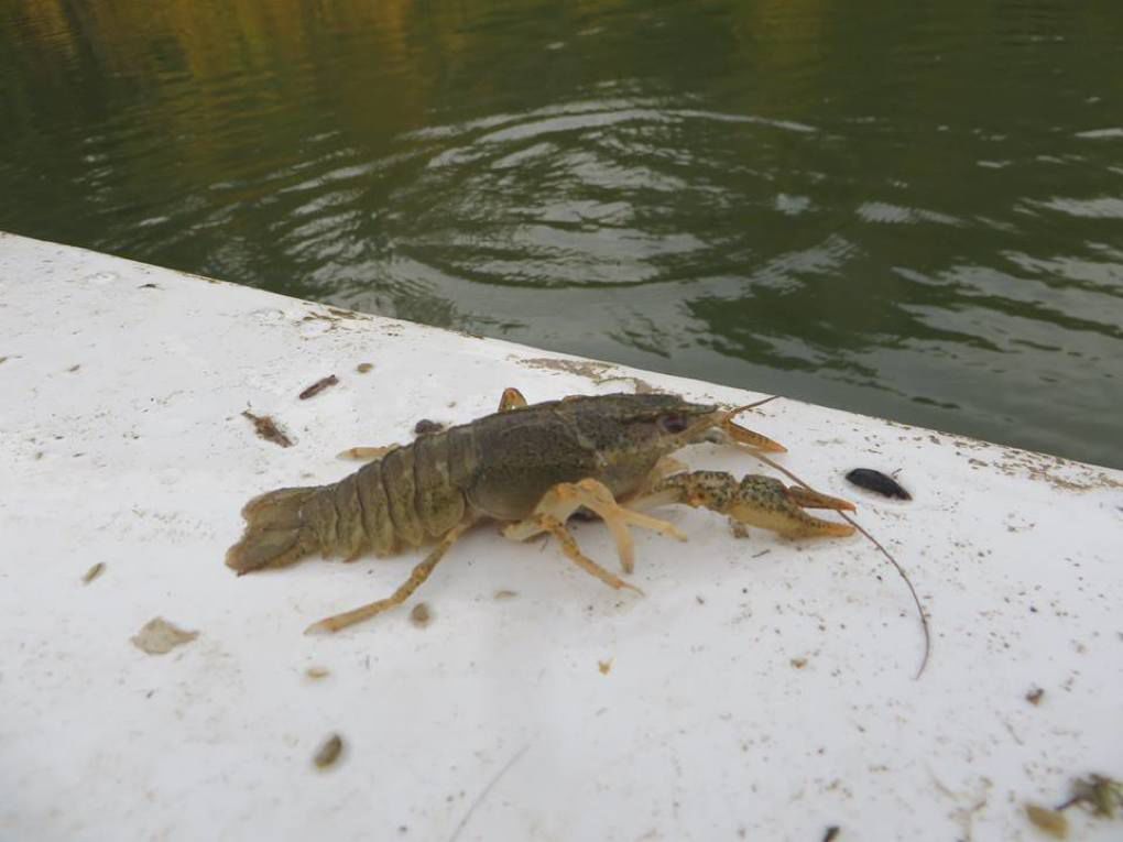 Autoritățile de mediu, pe urmele persoanelor care prind raci ilicit. 