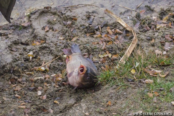  Lacurile din regiunea transnistreană au fost repopulate cu pești