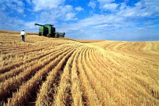Producătorii agricoli pot depune cereri pentru obținerea subvențiilor 