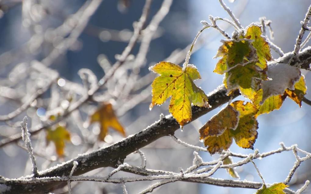 Vine frigul: Săptămâna viitoare temperaturile scad până la -8 grade