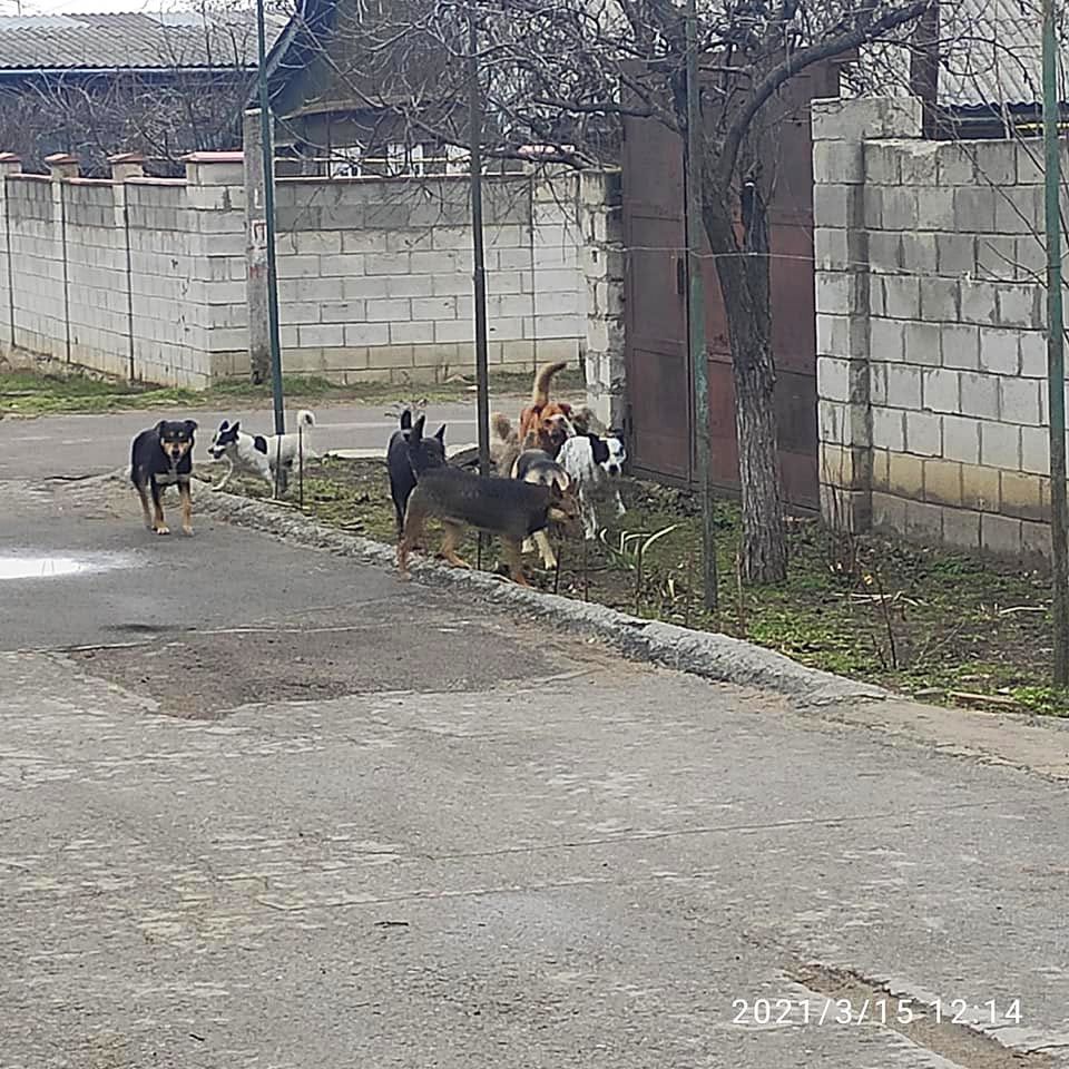Жителей столицы беспокоит рост численности бродячих собак.