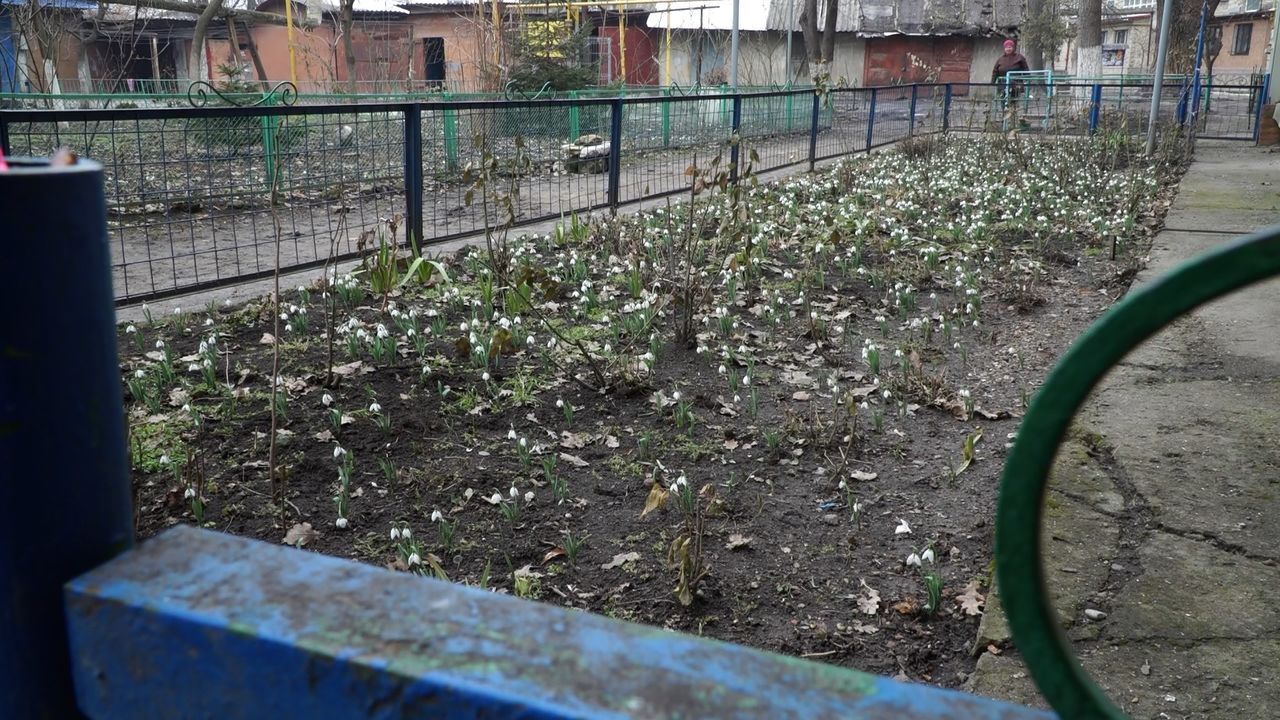 Жители улицы в Бельцах жалуются на воровство высаженных ими подснежников.