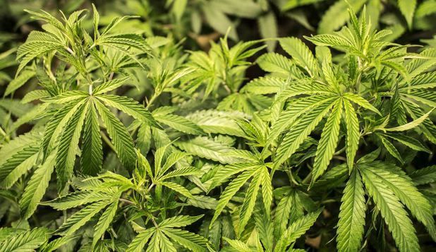 Un nou-născut a murit în urma unei supradoze cu marijuana. 