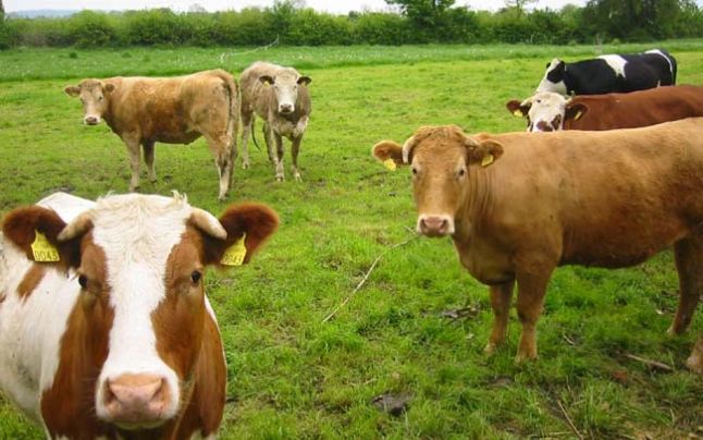 Efectivul de animale înregistrat în Moldova a scăzut cu o treime în ultimii ani. 