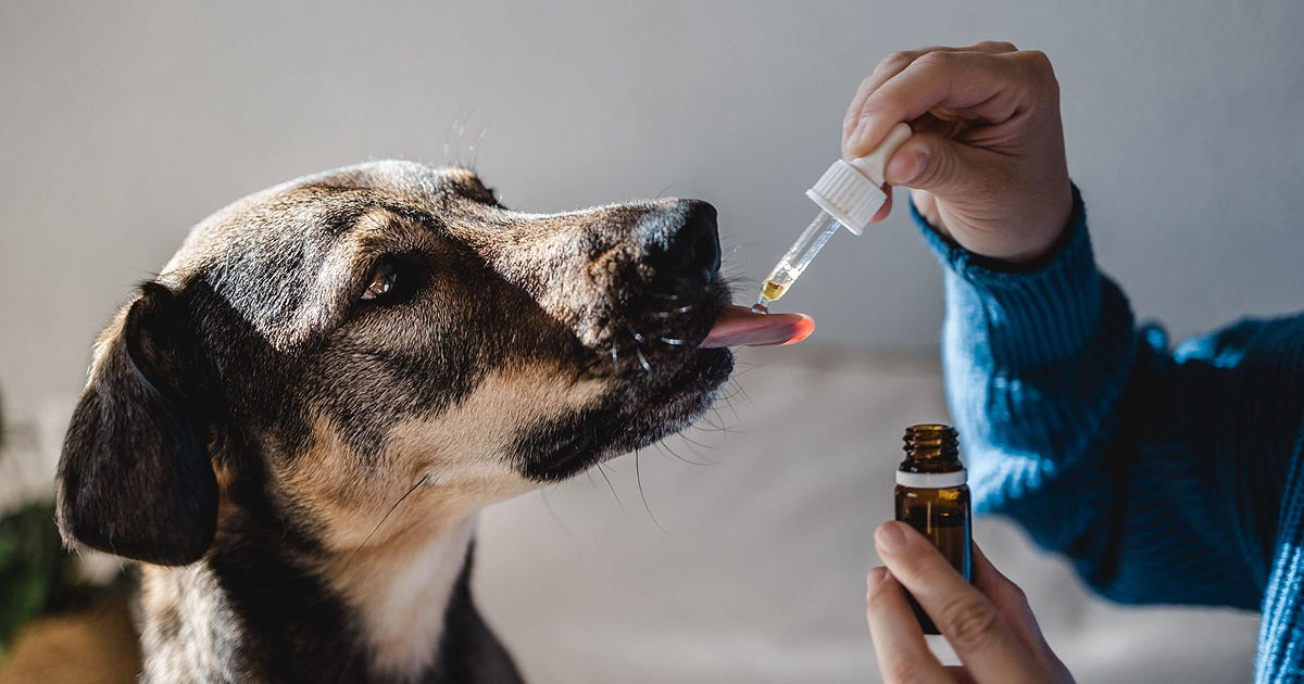 ANSA va prelua experiența Lituaniei pentru digitalizarea circuitului medicamentelor de uz veterinar.