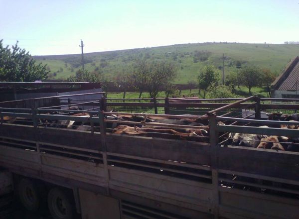 Un tânăr este căutat de poliție dupa ce ar fi fugit cu 140 de mii de lei. 