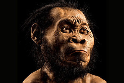 Новый вид гоминидов назвали Homo naledi, в честь пещерного комплекса Диналеди.