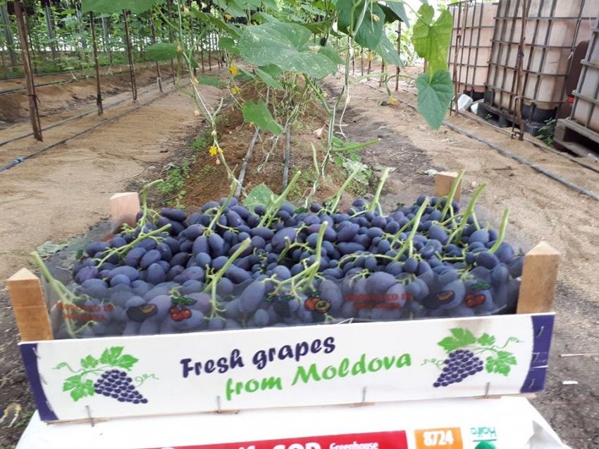 В Молдове началась уборка тепличного винограда столовых сортов. Фото: east-fruit.com.