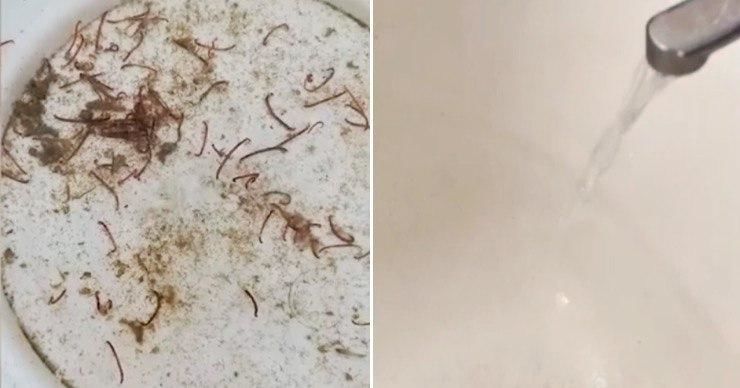 Ответственный за водоснабжение: Это водные черви, проблемы не вижу. Коллаж: Stiri.md