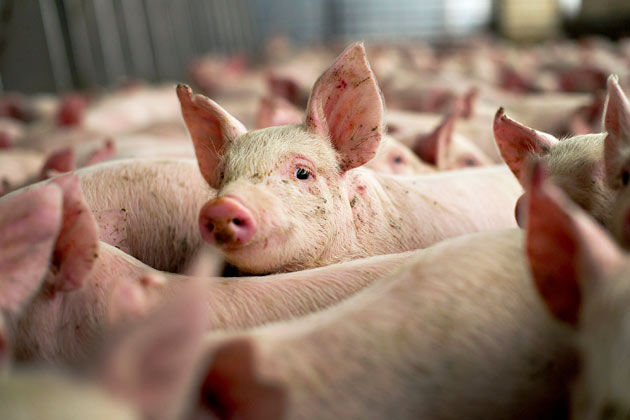 Carantină de pestă porcină la Palanca şi Tudora