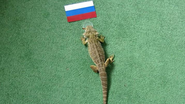 Сегодня вечером надо ожидать успеха команды Фабио Капелло.