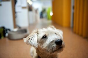 Se pare că şi pisicile asigură o oarecare protecţie bebeluşilor