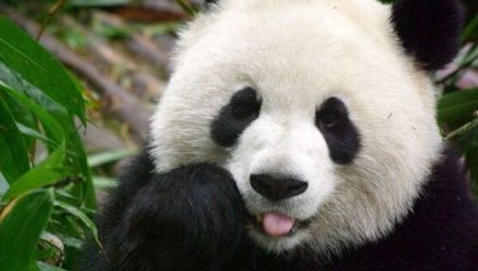 Totuşi, chiar şi afirmând faptul că urşii panda au venit din Europa, specialiştii se întreabă cum au ajuns ei în China.