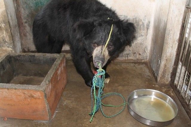 Последний в мире непальский танцующий медведь обрел дом.